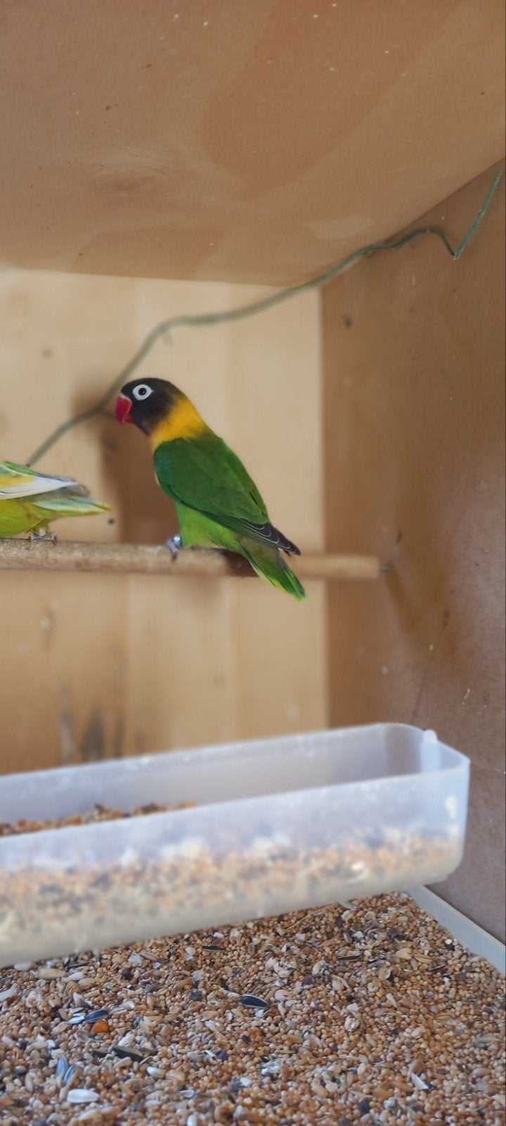 koppel personata, Dieren en Toebehoren, Vogels | Parkieten en Papegaaien, Meerdere dieren, Parkiet, Geringd
