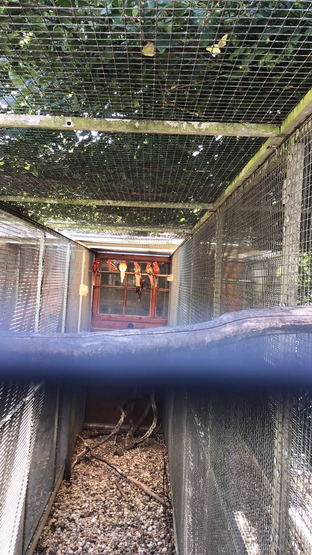 Rosella’s, Dieren en Toebehoren, Vogels | Parkieten en Papegaaien, Meerdere dieren, Parkiet