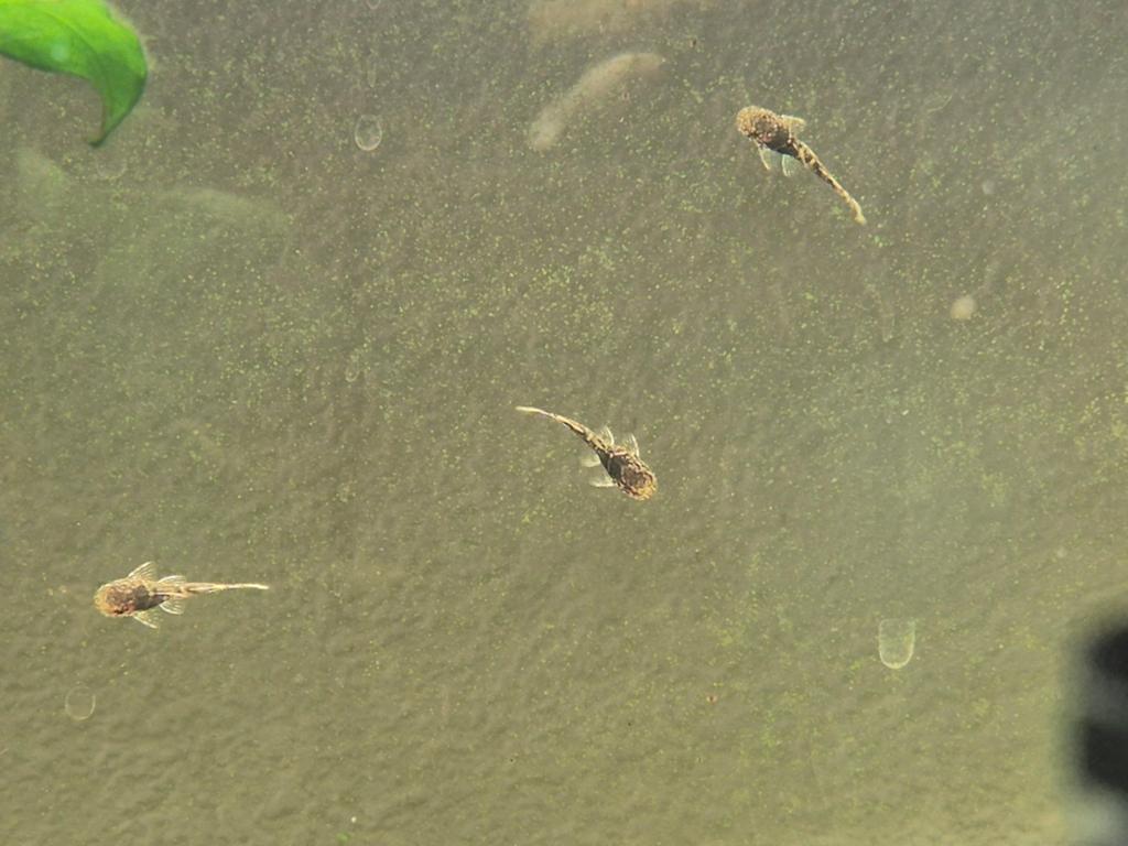 Jonge algeneters, Dieren en Toebehoren, Vissen | Aquariumvissen, Overige typen