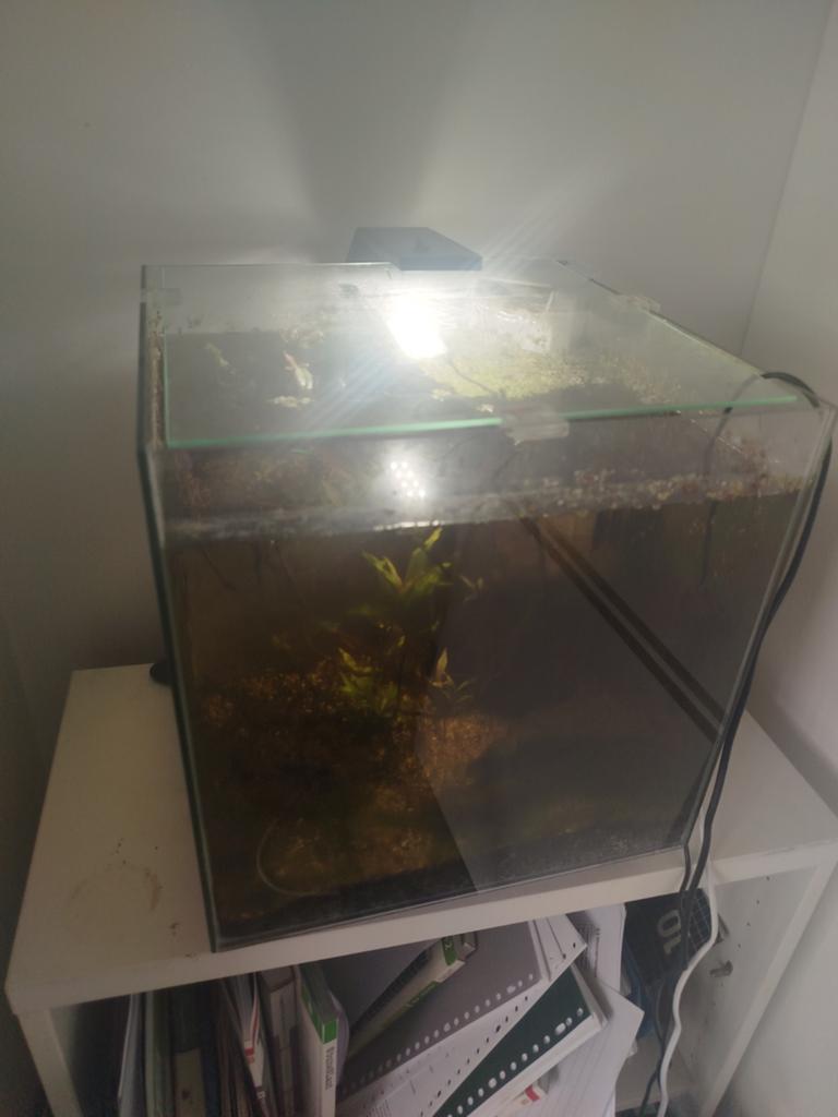 Aquarium 30 bij 30, Ophalen