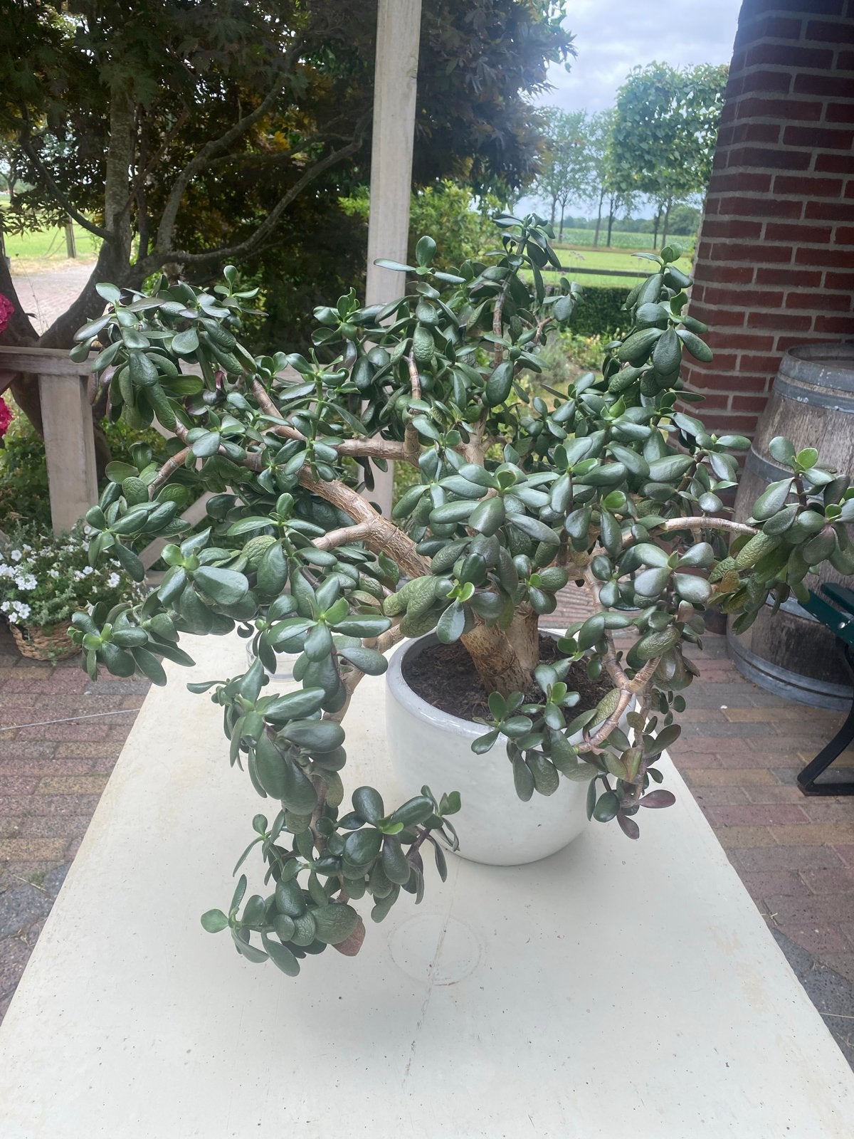 Grote en gezonde Jadeplant (Crassula Ovata) in pot, Huis en Inrichting, Kamerplanten, Ophalen, Vetplant, 100 tot 150 cm, In pot