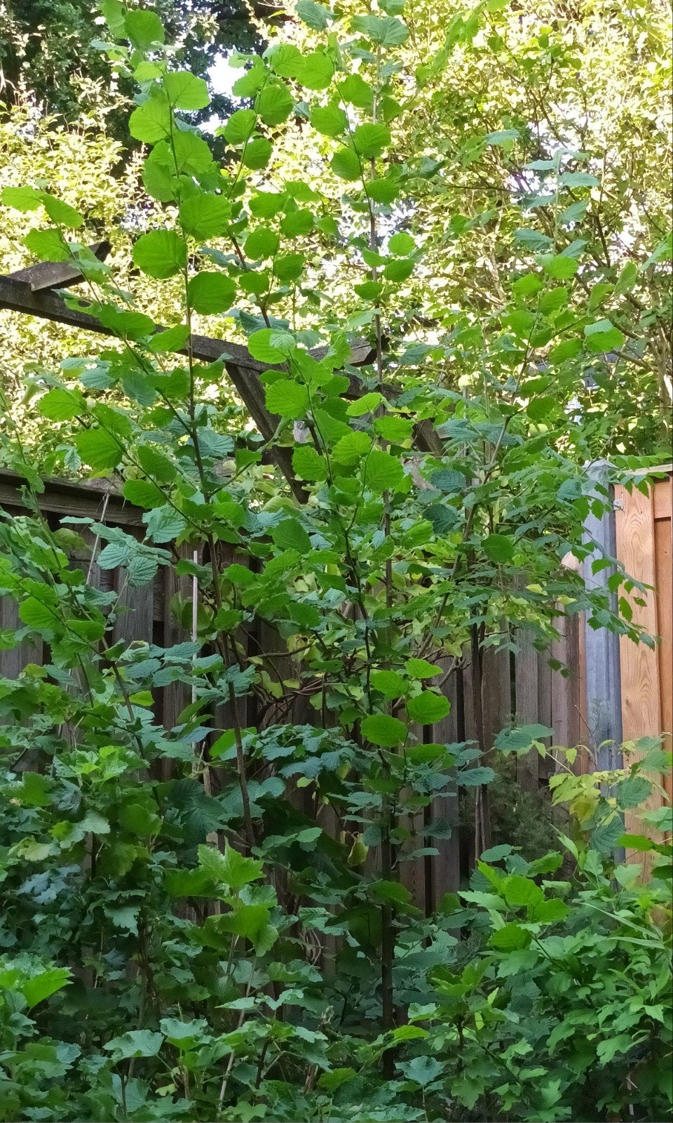 Hazelnootboom - Jonge Corylus Avellana voor uw tuin, Tuin en Terras, Planten | Bomen, Ophalen of Verzenden