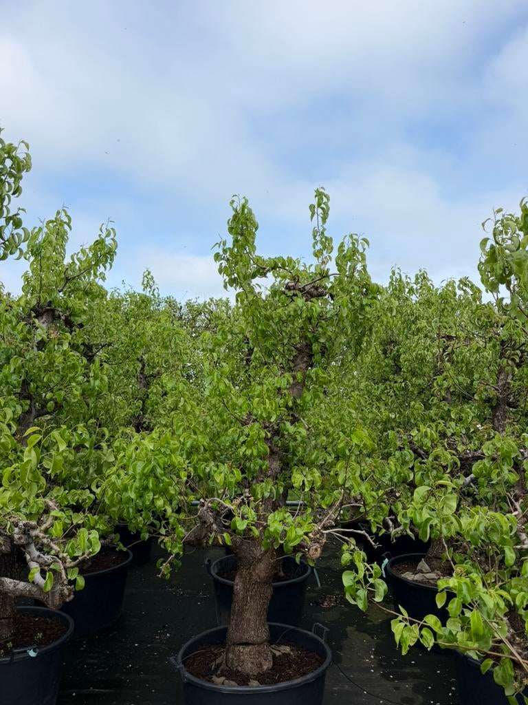 Pyrus Conference ‘Oude stam in pot’, Tuin en Terras, Planten | Bomen, Overige soorten, Lente, 100 tot 250 cm, Ophalen