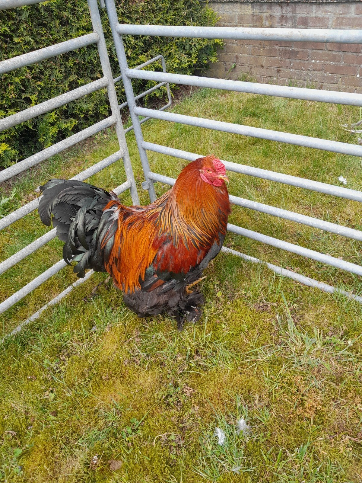 Brahma hanen, Dieren en Toebehoren, Pluimvee