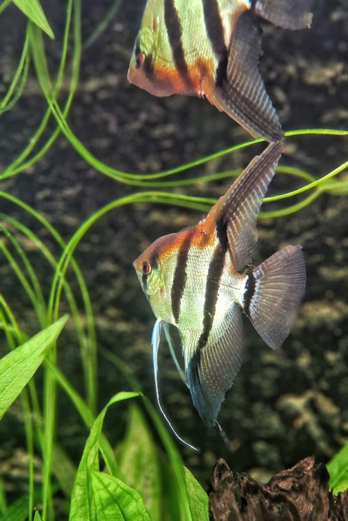Gevraagd: vrouwtje(s) Manacapuru redback maanvis, Dieren en Toebehoren, Vissen | Aquariumvissen, Vis