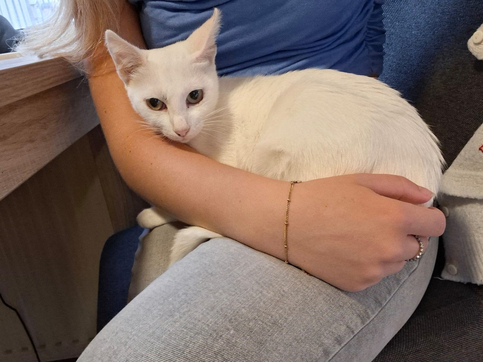 Poes Elif zoekt een baasje, Dieren en Toebehoren, Poes, Kortharig, 0 tot 2 jaar