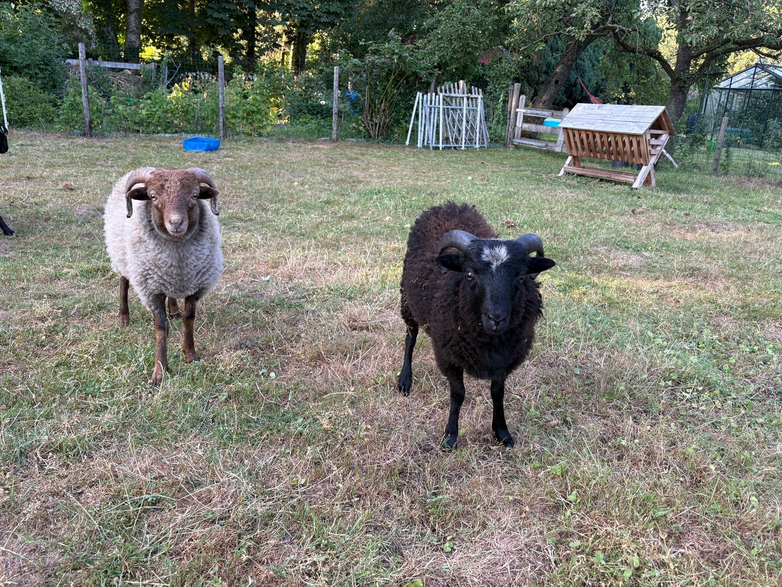 Gratis 2 Ouessant rammen 2026, Mannelijk, Schaap