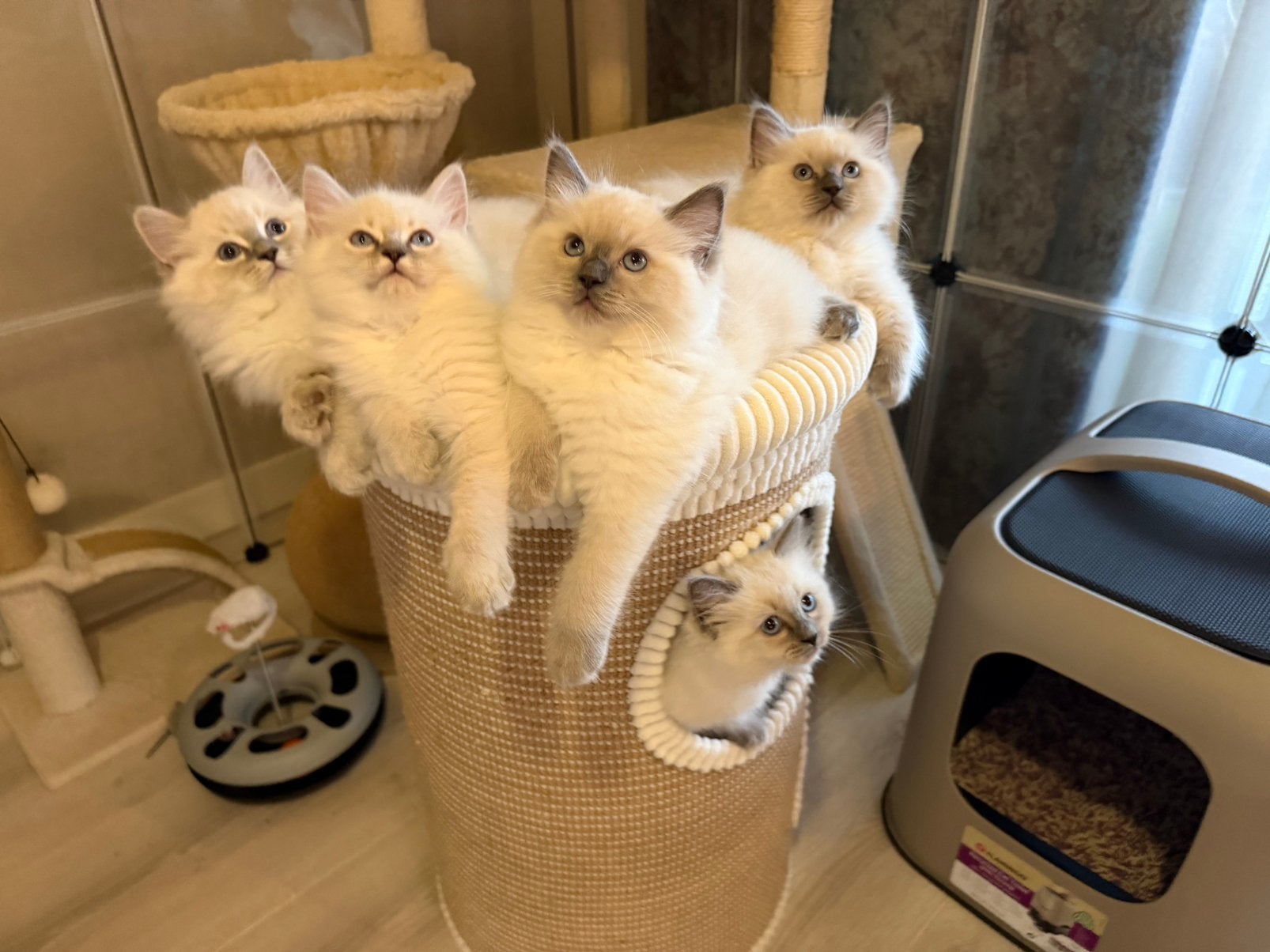 Ragdoll kitten met stamboom, Dieren en Toebehoren, Meerdere dieren, Met stamboom, 0 tot 2 jaar