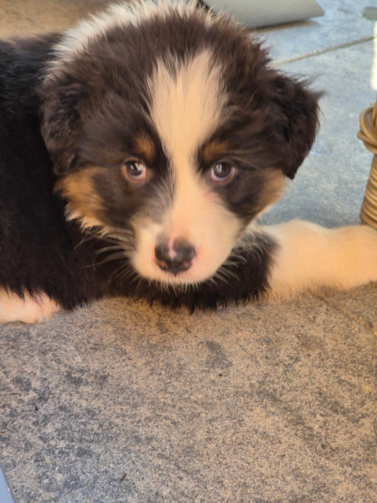 Australian shepherd pups aussie australische herder, Dieren en Toebehoren, Parvo, 8 tot 15 weken, Teef, Eén hond