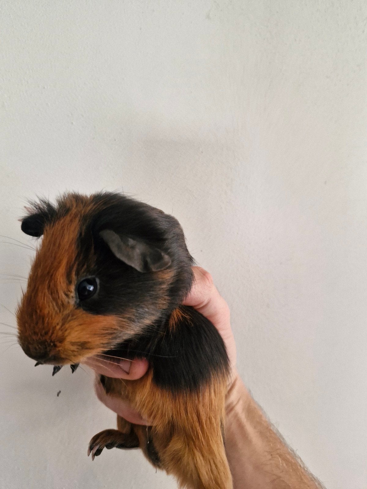 2jonge beertjes cavias, Juli, Mannelijk, Cavia