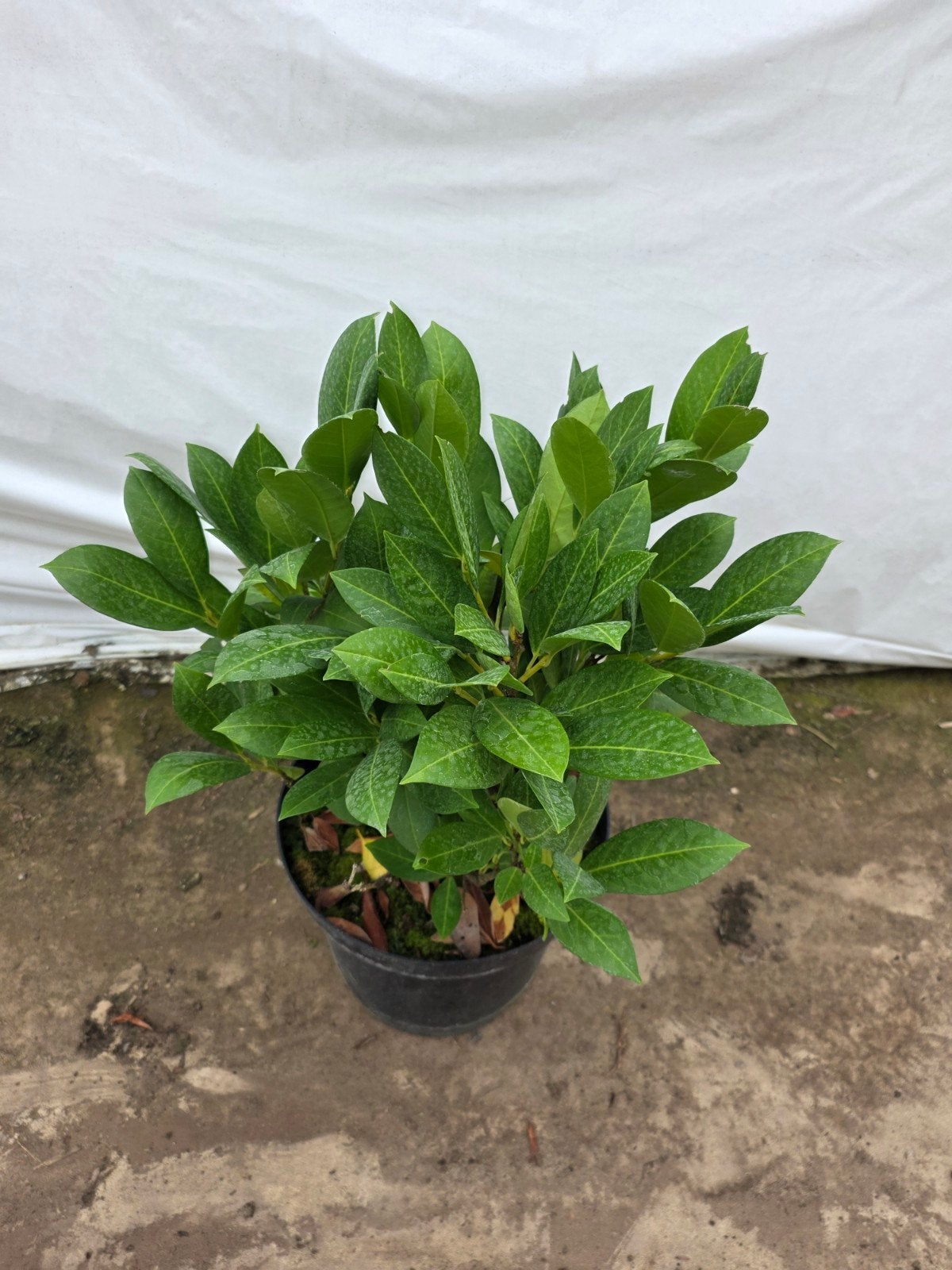 Prunus 'Van Nes' - Compacte en wintergroene laurierkers, Vaste plant, Halfschaduw, Lente, Ophalen