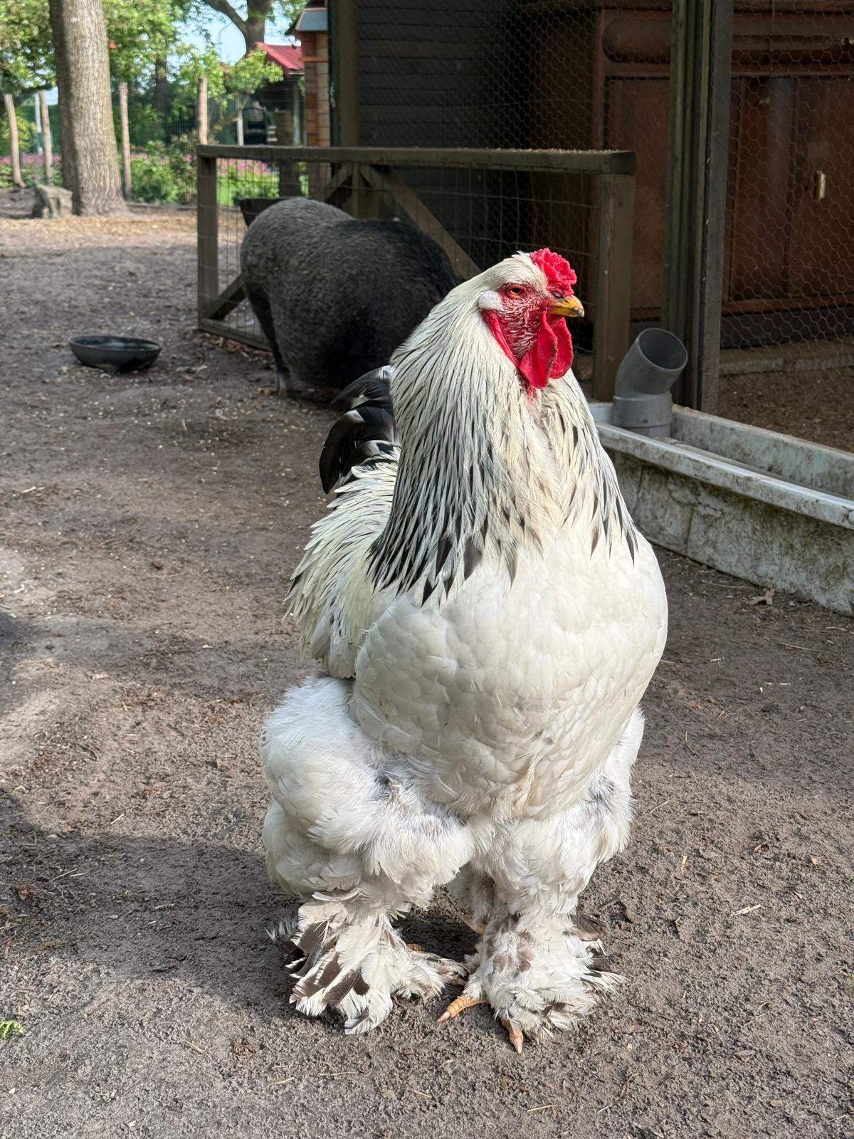 Brahma haan sociaal en gezond, Dieren en Toebehoren, Mannelijk, Kip