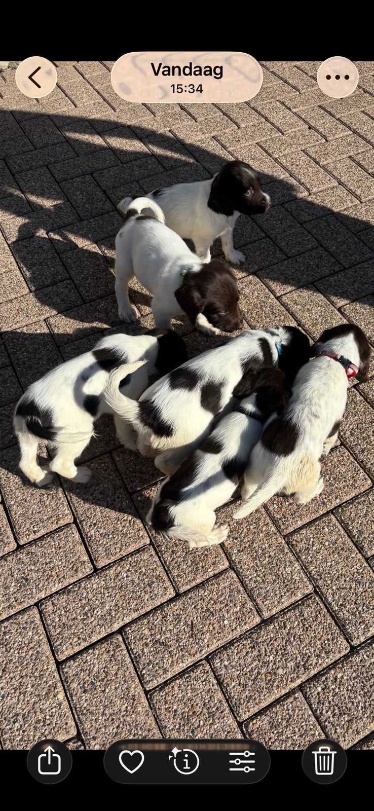 Engelse springer spaniel pups, 8 tot 15 weken, Meerdere, Meerdere dieren, Nederland