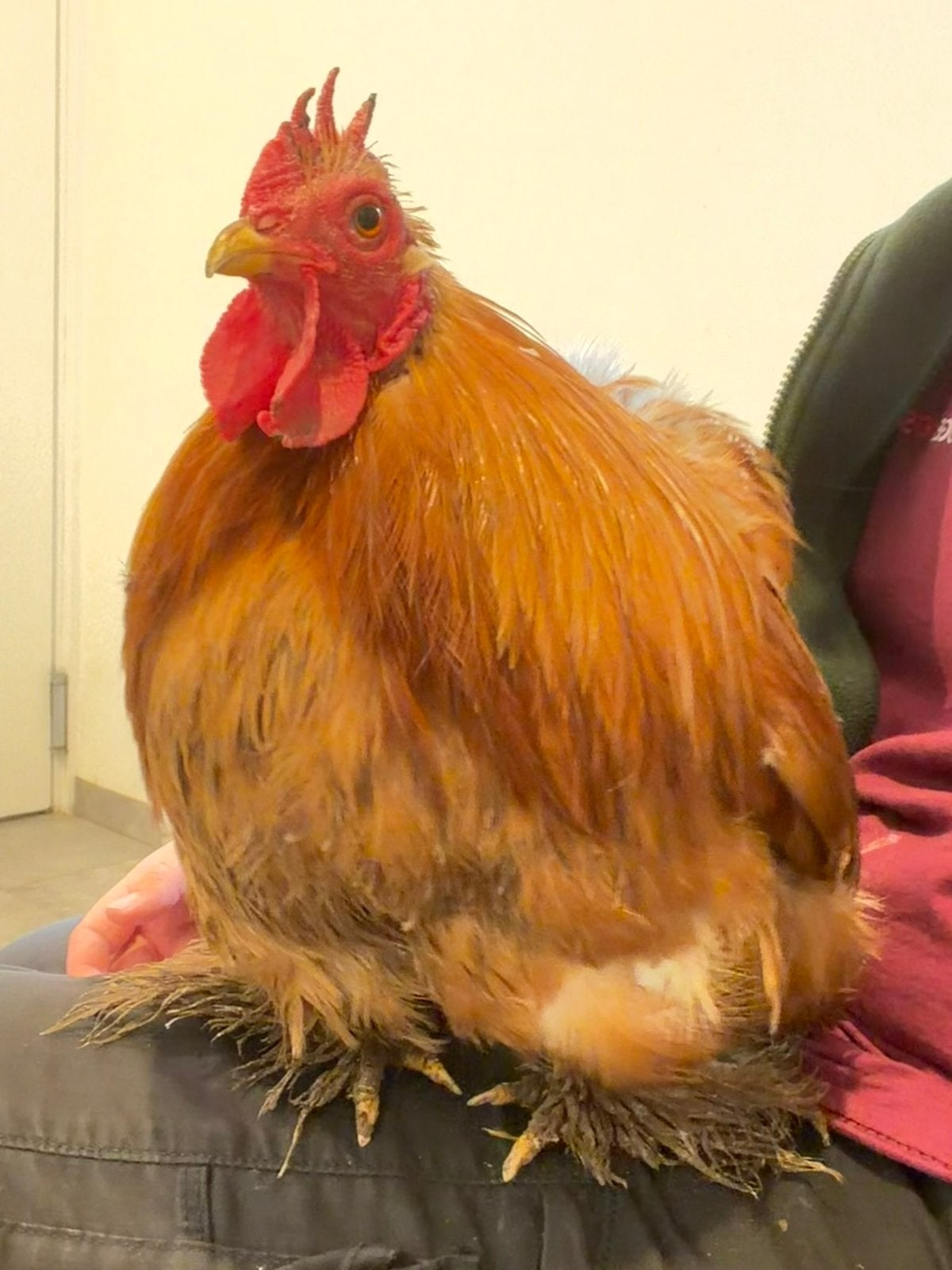 Billy, ontzettend tamme cochin kriel haan, Mannelijk, Kip