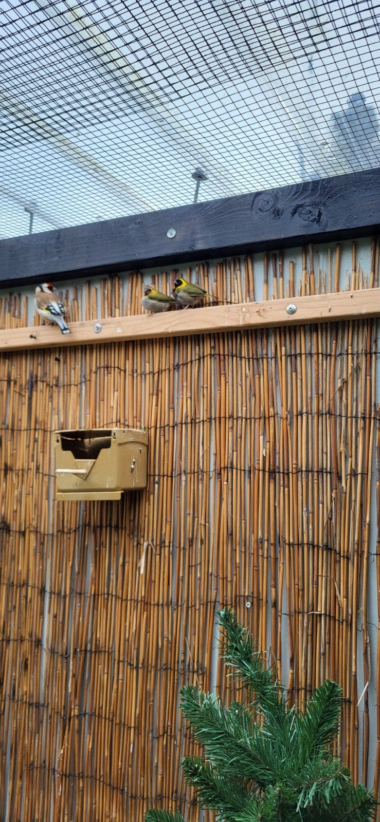 mooi koppel cubavinkjes, Dieren en Toebehoren