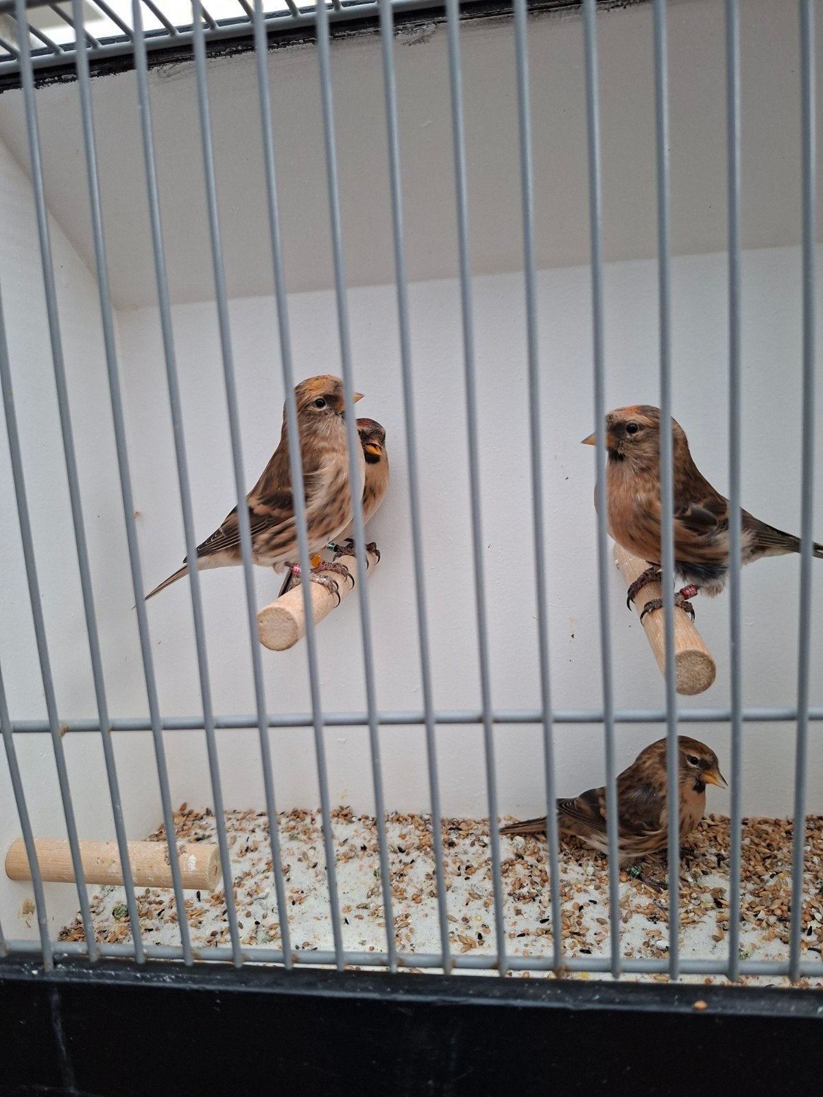 barmsijsen, Dieren en Toebehoren, Meerdere dieren, Wildzangvogel, Geringd