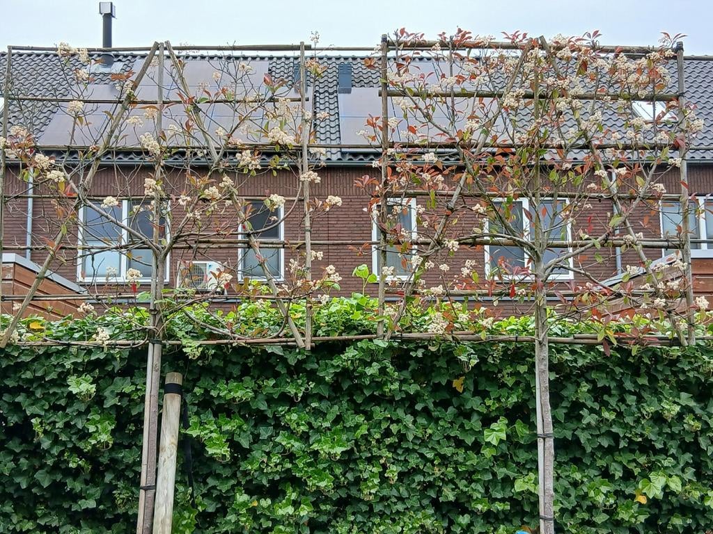 Te koop 2 glansmispel. Leijbomen red robin, Tuin en Terras, Planten | Bomen, Ophalen, Volle zon, Overige soorten