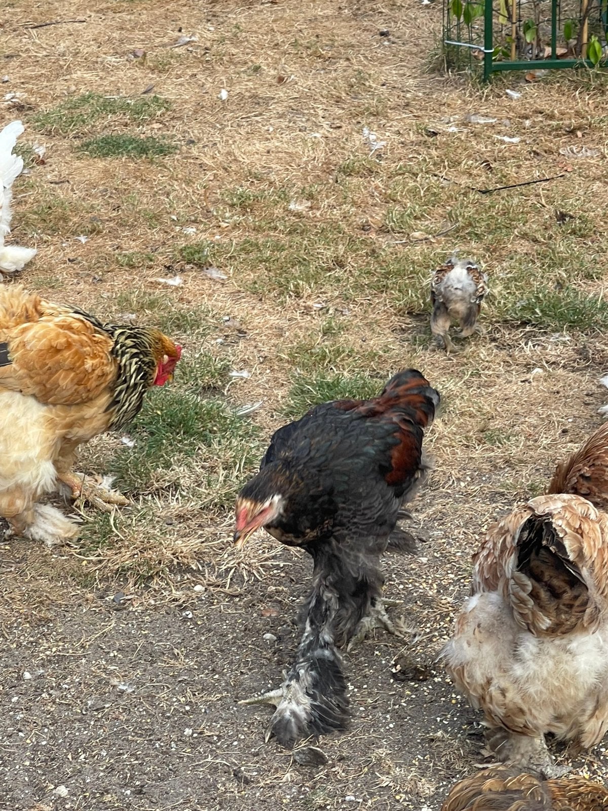 Enkele jonge brahma hanen, Dieren en Toebehoren, Pluimvee, Mannelijk, Kip
