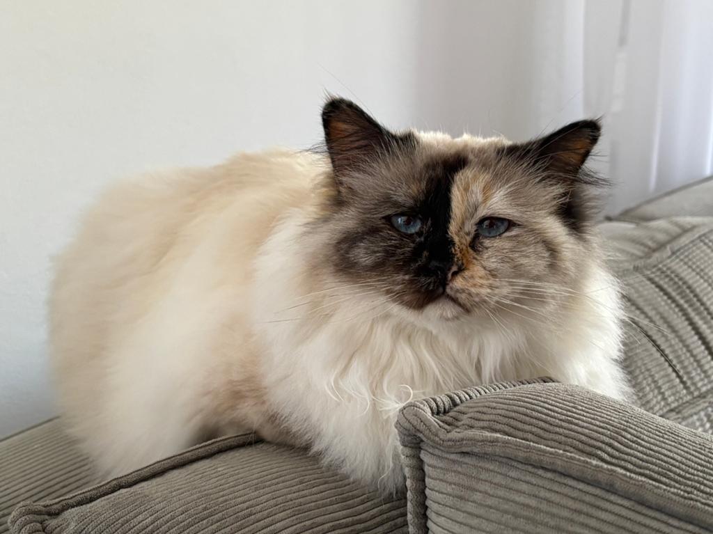 Herplaats poes, heilige birmaan, 5,5jaar., Poes, Met stamboom, 6 jaar of ouder