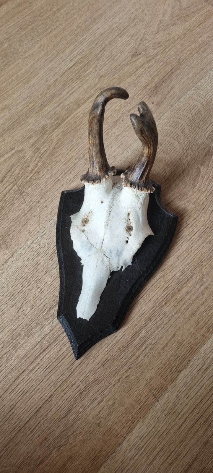 Herten schedel met schild en hanger, Verzamelen, Ophalen, Zo goed als nieuw, Hert, Gewei of Kop