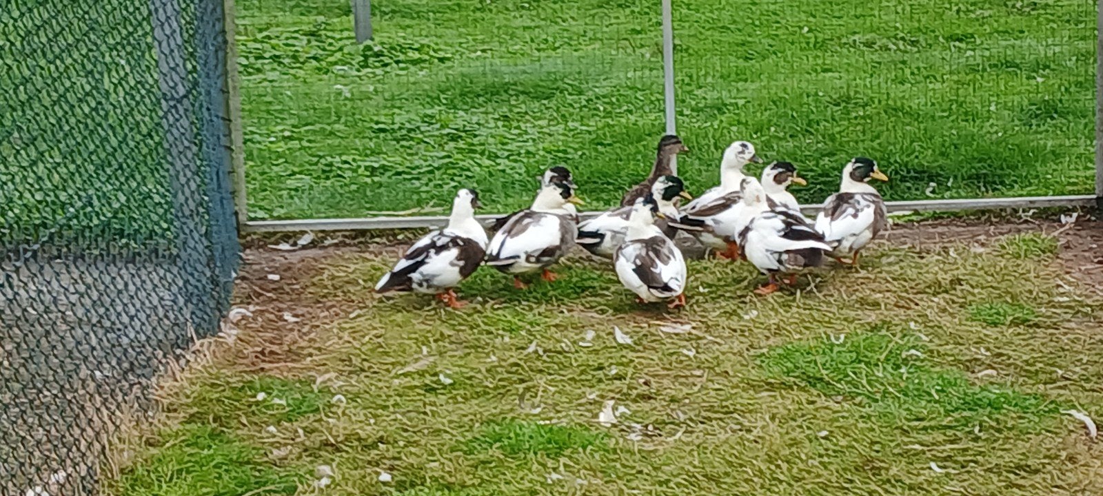 kwakers, Dieren en Toebehoren, Meerdere dieren, Eend