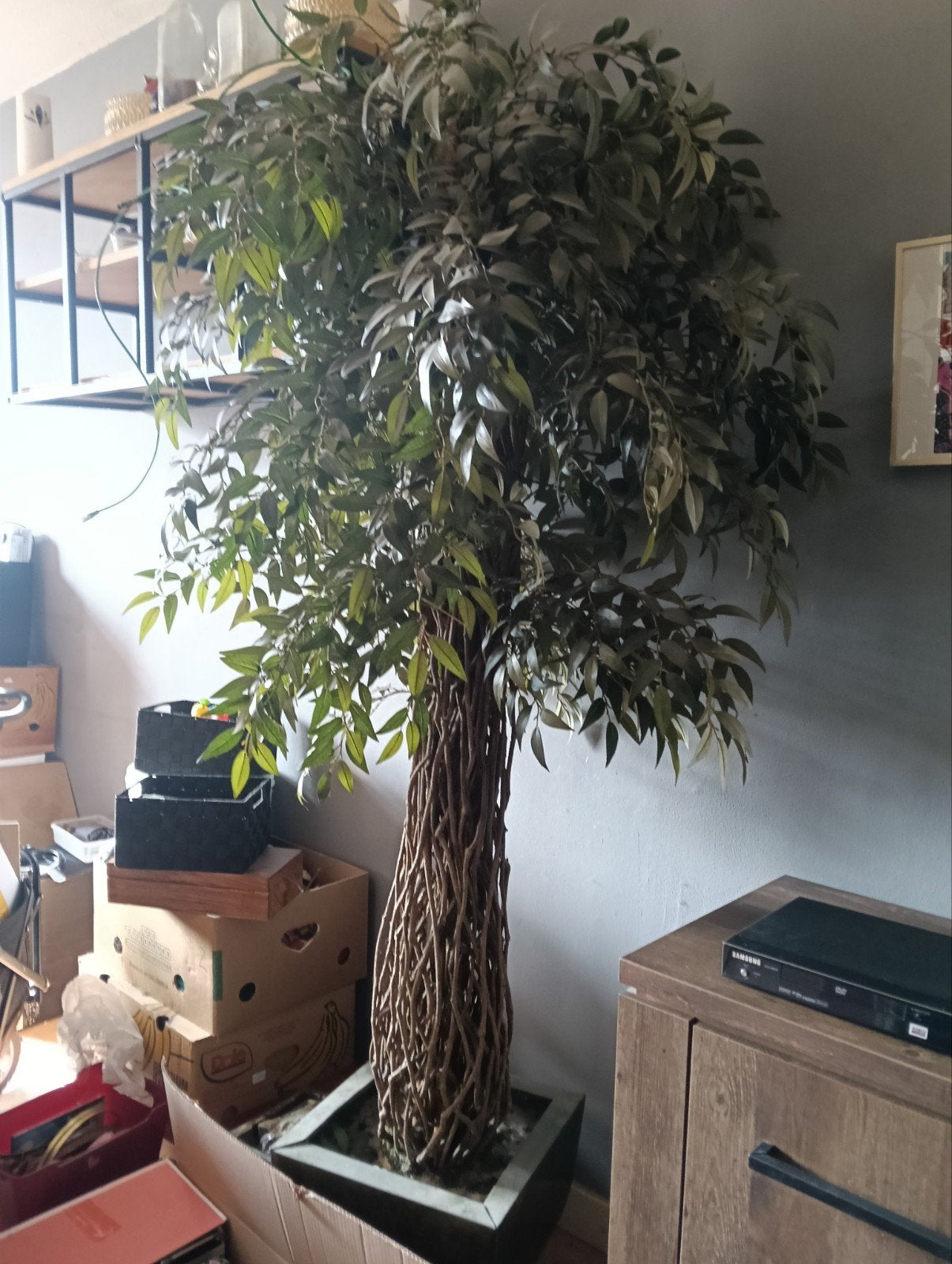 Grote kunstplant ficus, 180 cm hoog, inclusief pot, Ophalen, Binnen, Met pot of vaas, Kunstplant