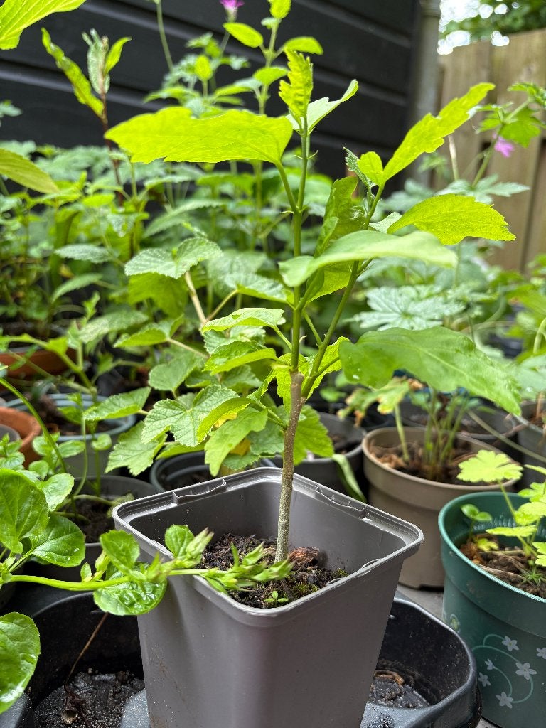 TUNSTARTERS OPGELET 25 DIVERSE VASTE PLANTEN  IN EEN PARTIJ, Tuin en Terras, Ophalen, Overige soorten, Volle zon