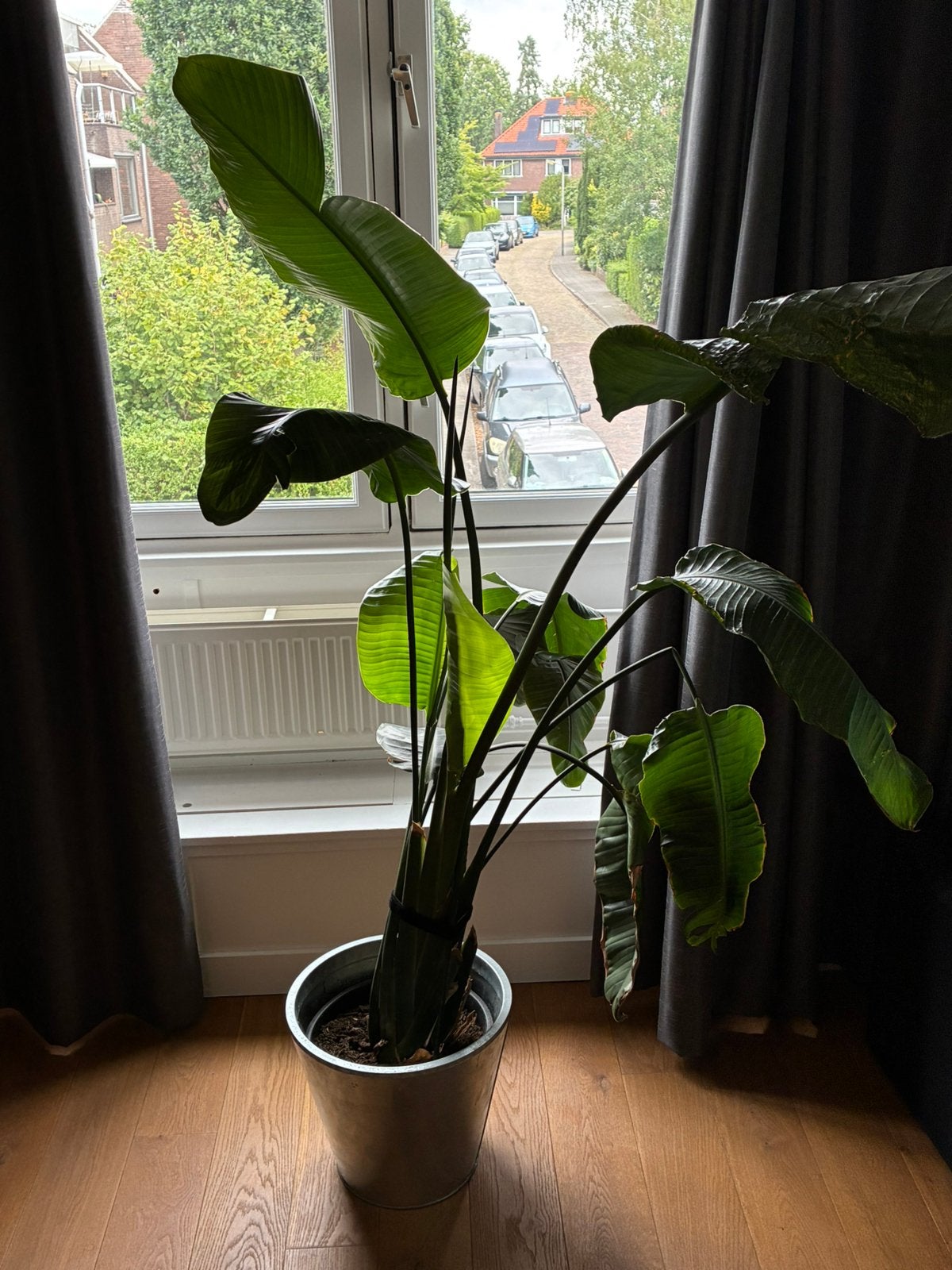 Kamerplant met pot, Ophalen, 100 tot 150 cm, Overige soorten, Halfschaduw
