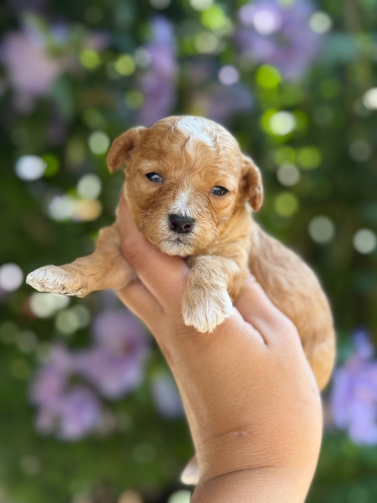 Prachtige maltipoo pups, Dieren en Toebehoren, Honden | Chihuahua's en Gezelschapshonden, Parvo, 8 tot 15 weken, Meerdere, Meerdere dieren