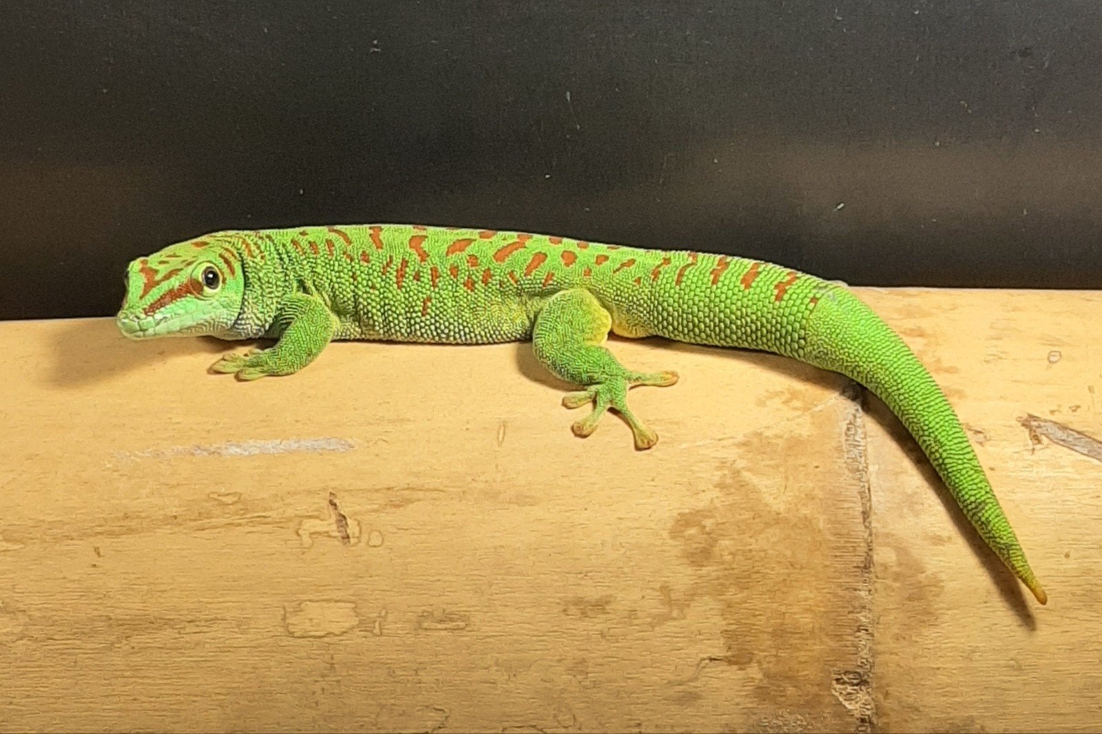 1.0 Phelsuma grandis, Dieren en Toebehoren, Hagedis, 3 tot 6 jaar