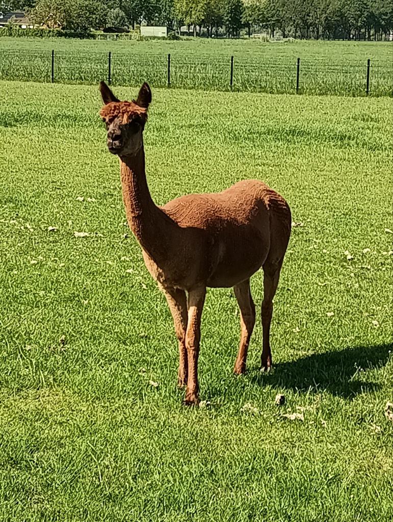 Alpaca merrie, Dieren en Toebehoren, Overige Dieren, Juli, Vrouwelijk
