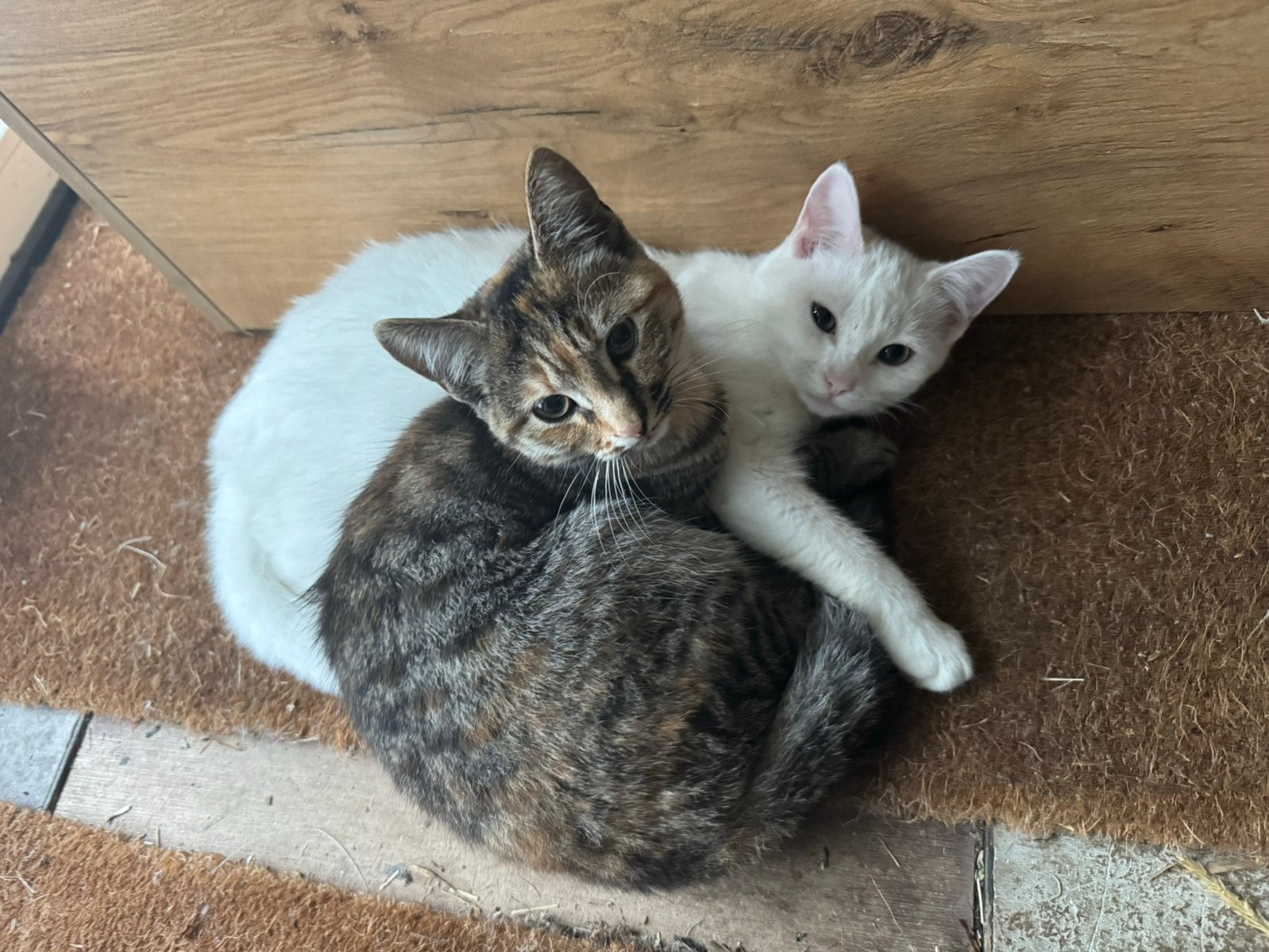 Te koop twee kittens half Turkse Angora, Dieren en Toebehoren, Poes