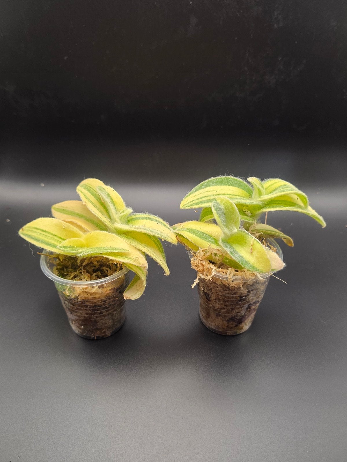 Tradescantia sillamontana f. variegata, Ophalen of Verzenden, Halfschaduw, Minder dan 100 cm