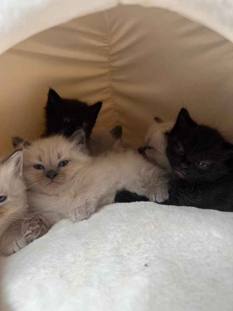 Siberische kittens - Tielt (België) - NOG 2 beschikbaar, Dieren en Toebehoren, Meerdere dieren, Gechipt, 0 tot 2 jaar