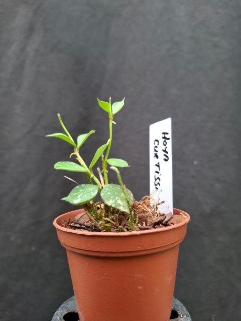 Hoya curtisii, Overige soorten, Minder dan 100 cm, Bloeiende kamerplant, Halfschaduw