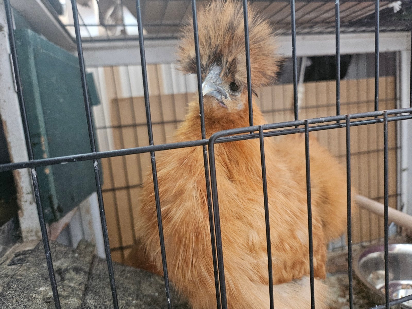 zijderhoenkriel kippen, Dieren en Toebehoren, Pluimvee, Vrouwelijk, Kip