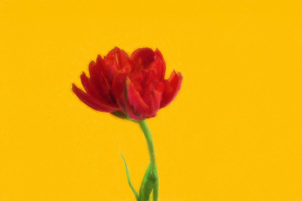 Tulpenkunst (Yellow Sky), Ophalen of Verzenden
