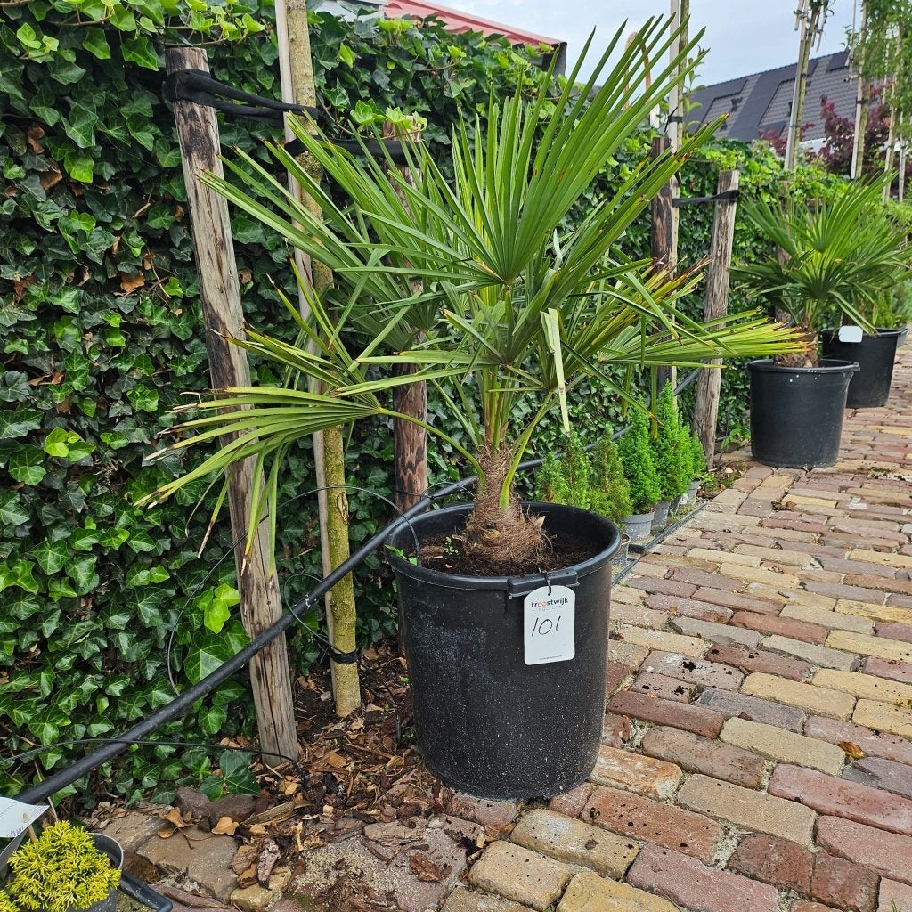 palmboom (Trachycarpus Fortunei) 75cm, Tuin en Terras, Minder dan 100 cm, Zomer, Palmboom, Ophalen