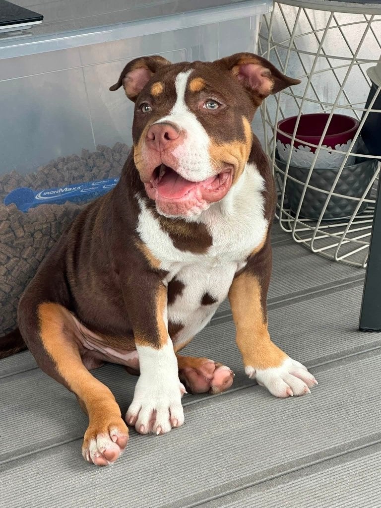 American bully, Dieren en Toebehoren, België, Particulier, 15 weken tot 1 jaar, Overige rassen