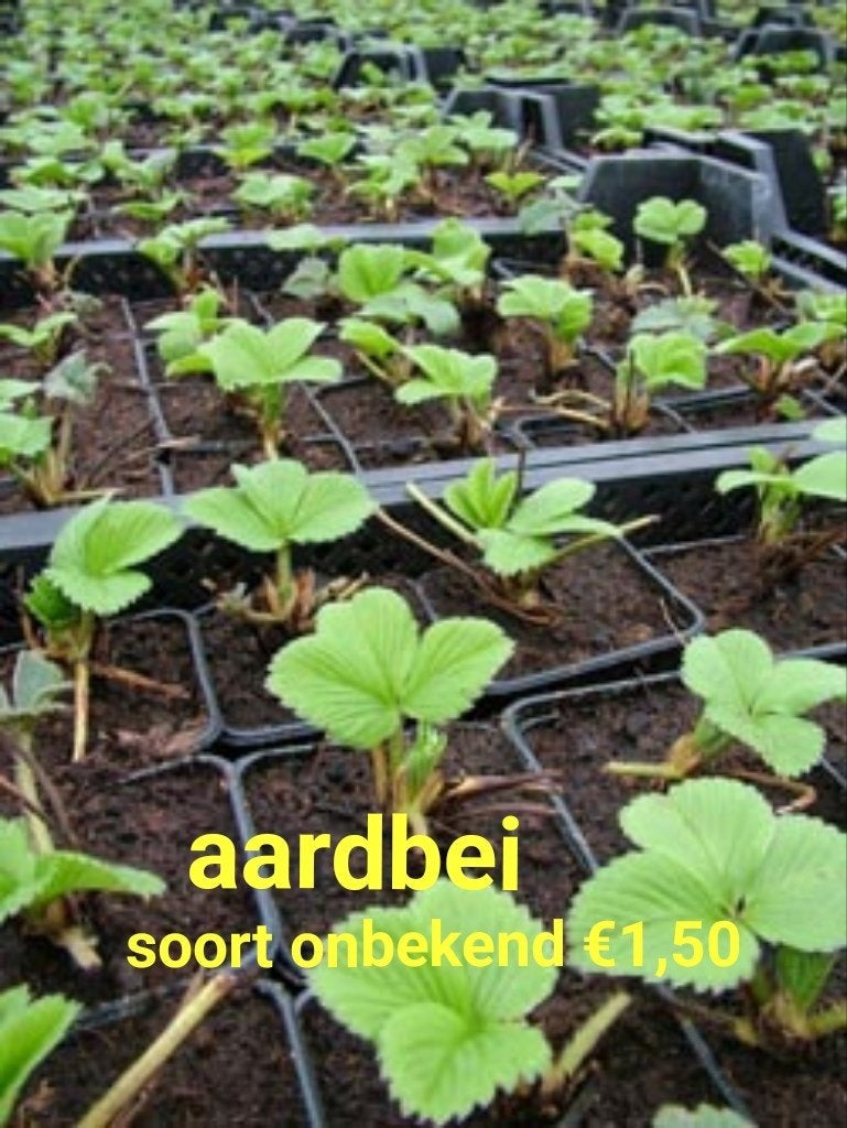 aardbei planten, Ophalen of Verzenden, Overige soorten, Volle zon