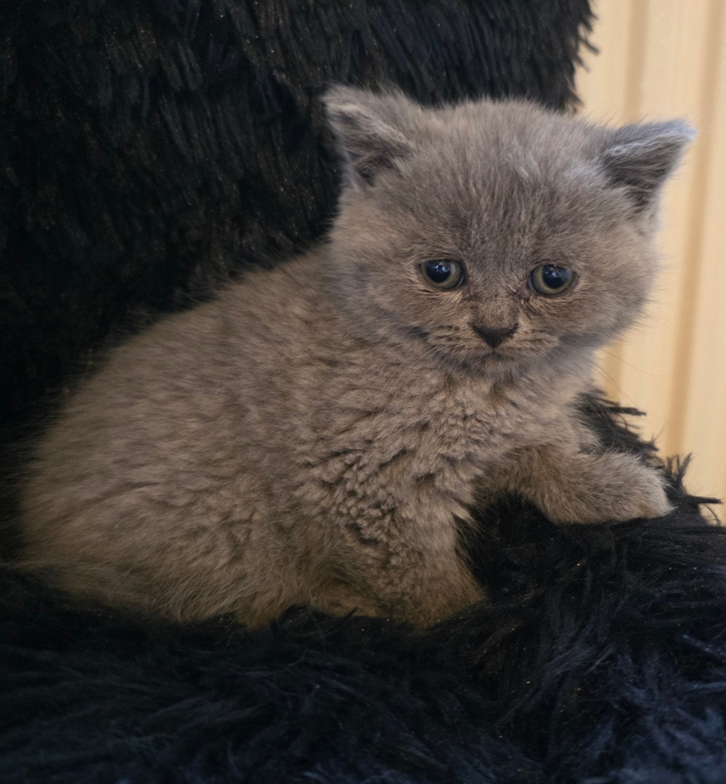 lieve 100% britse korthaar kittens 11 weken oud, Dieren en Toebehoren, Meerdere dieren, Ontwormd, 0 tot 2 jaar
