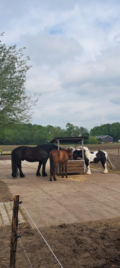 Plek vrij in onze mooie kudde, Dieren en Toebehoren, Stalling en Weidegang