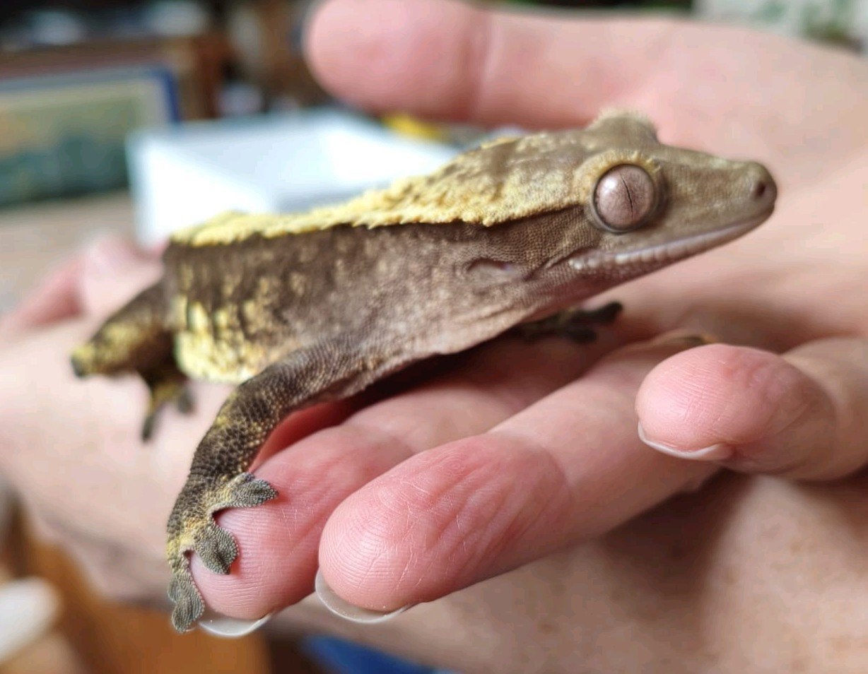 Wimpergekko man 100% het Axanthic Crested Gecko photo 4