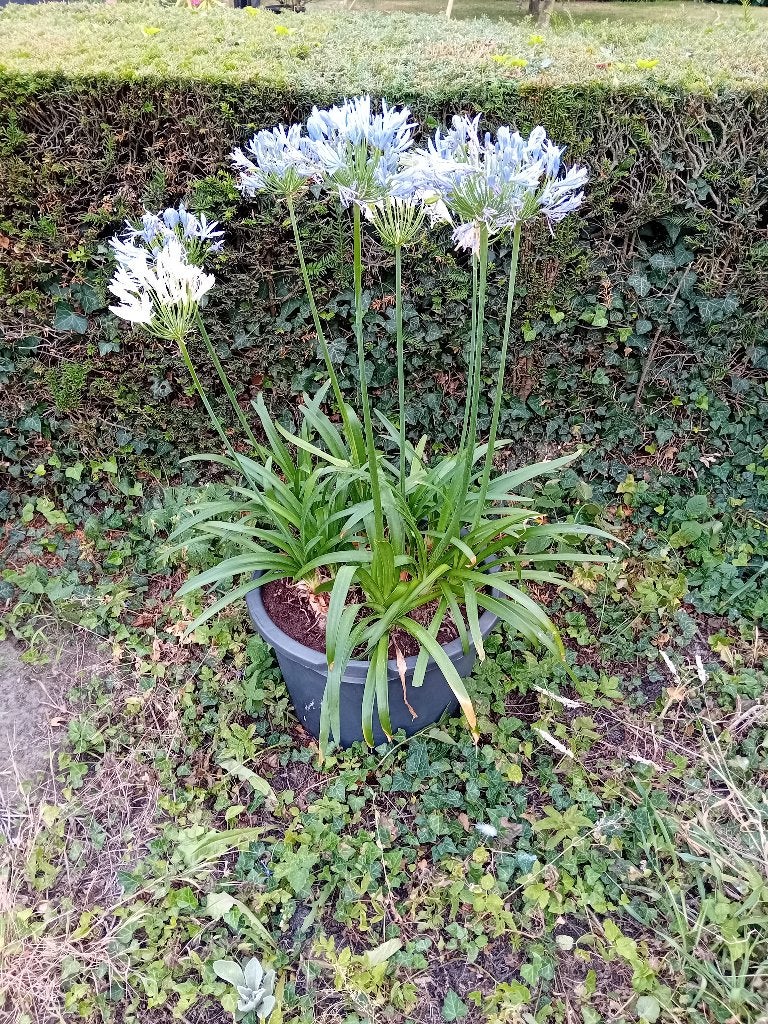 Agapanthus Praecox wit en blauw, Tuin en Terras, Volle zon, Vaste plant, Zomer, Ophalen