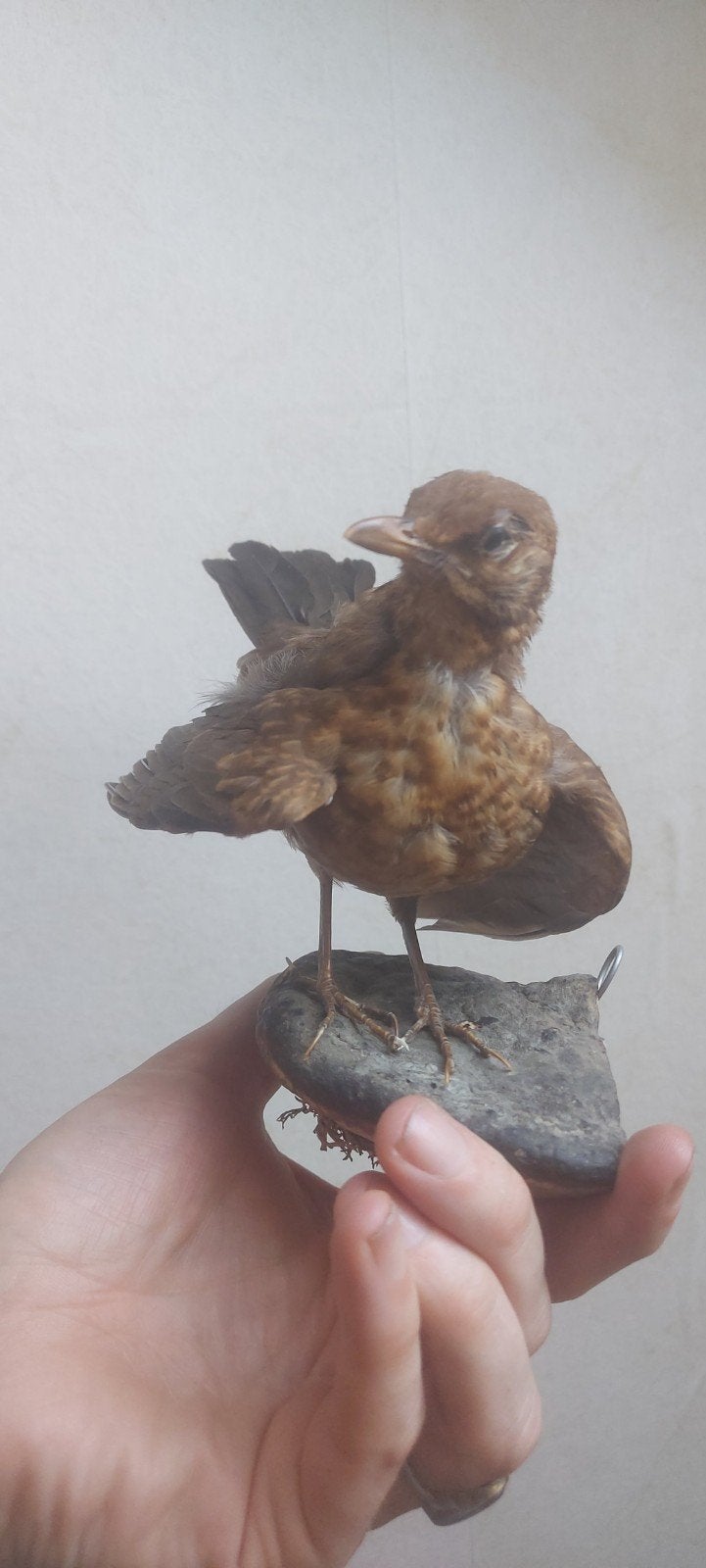 Mooi opgezette vrouwelijke merel, Verzamelen, Dierenverzamelingen, Ophalen of Verzenden, Zo goed als nieuw, Vogel, Opgezet dier