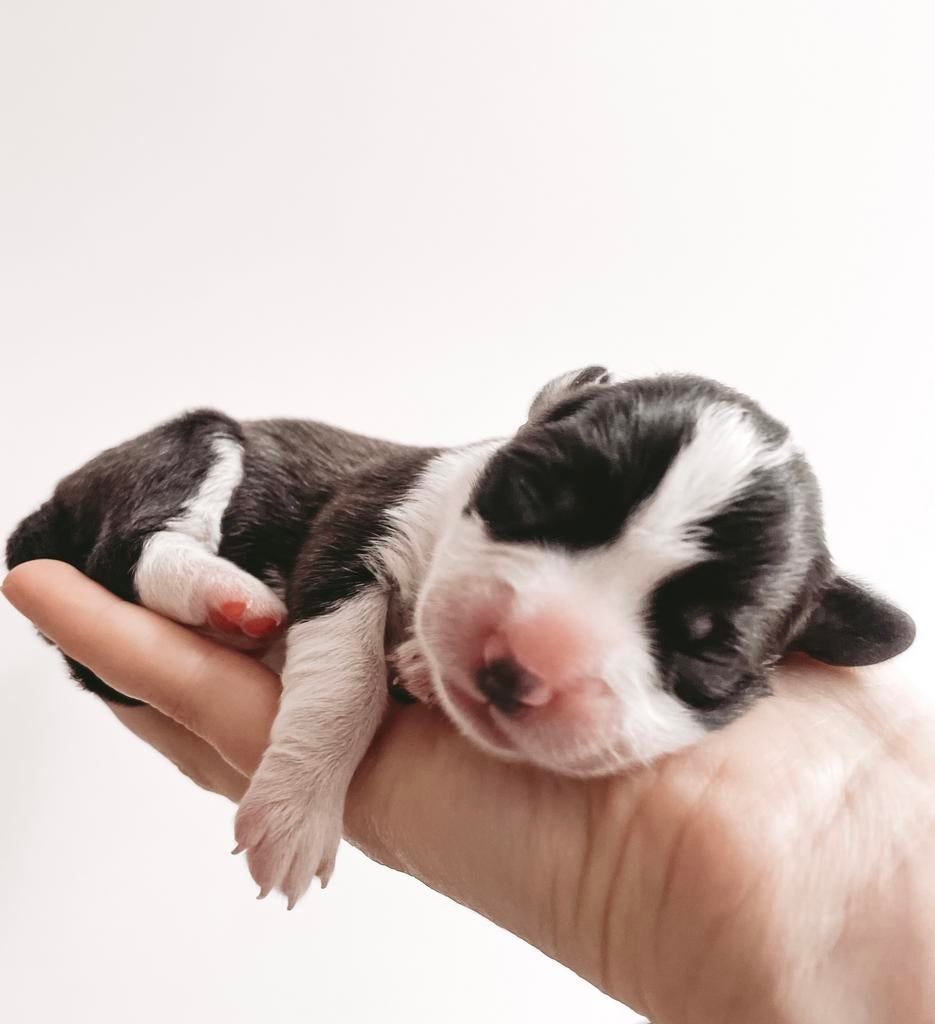 Welsh Corgi puppy’s, Dieren en Toebehoren, Honden | Herdershonden en Veedrijvers, Overige rassen, 8 tot 15 weken, Meerdere, Meerdere dieren