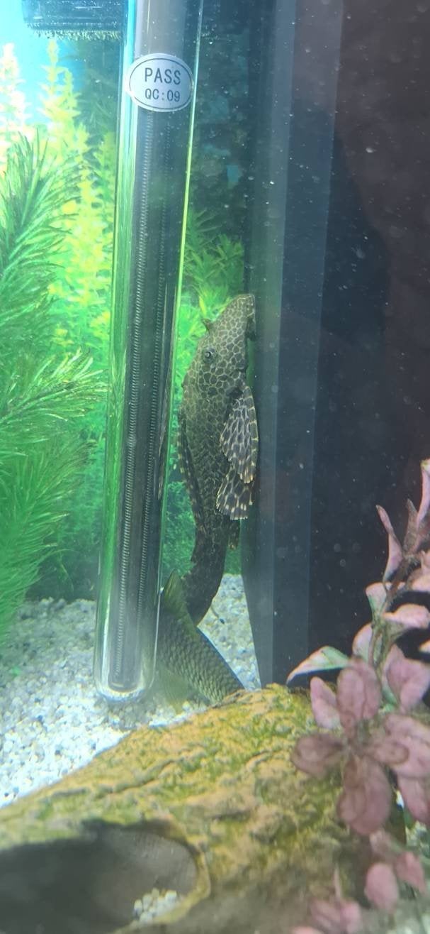 Pleco op zoek naar nieuw thuis., Vis