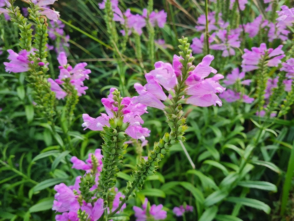 scharnierplant, Volle zon, Vaste plant, Zomer, Ophalen