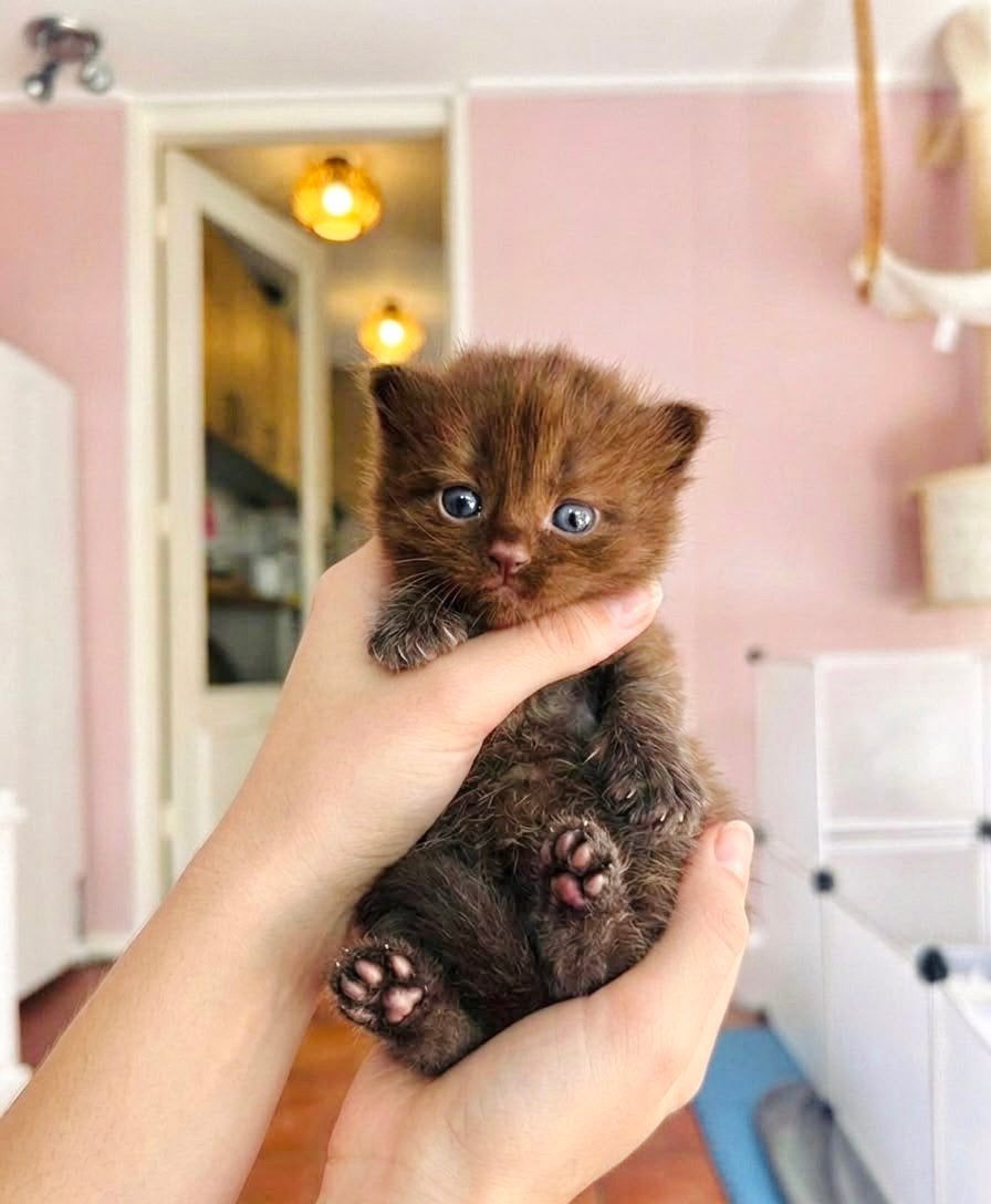 🩷unieke ragdoll kittens met stamboom kampioenslijn🩷!, Meerdere dieren, Gechipt