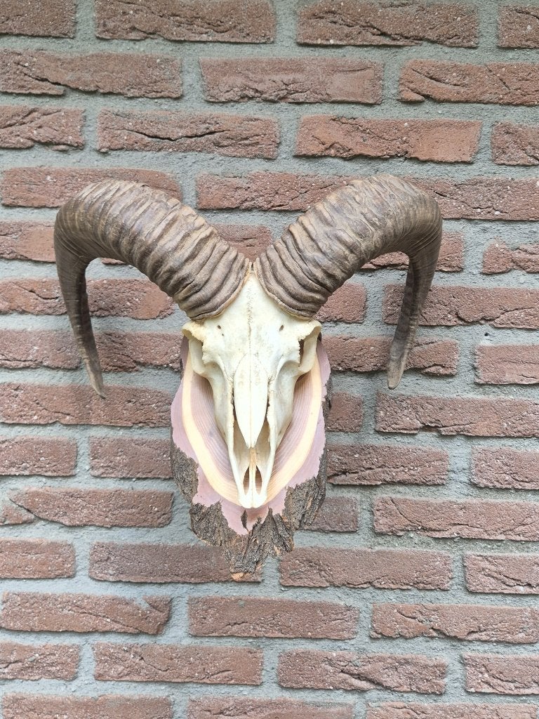Schitterende Moeflon Ram met Hoorns Natuurlijke Presentatie, Ophalen, Gebruikt, Wild dier, Schedel